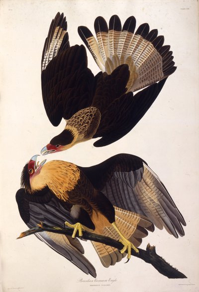 Den norra krönade caracaran. Från The Birds of America, 1827-1838. av John James Audubon