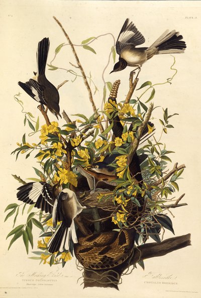 Den nordliga hånfågeln. Från The Birds of America, 1827-1838. av John James Audubon