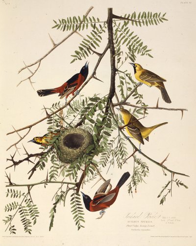 Fruktträdgården. Från The Birds of America, 1827-1838. av John James Audubon