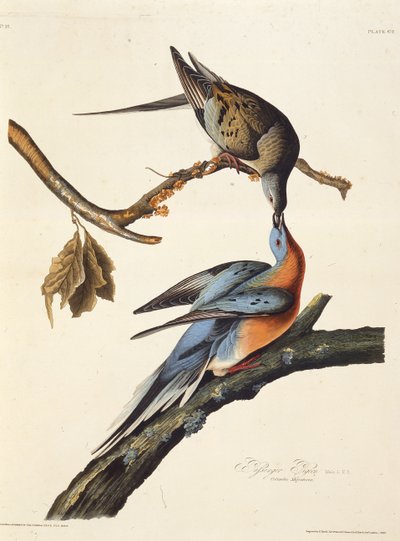 Passagerarduvan. Från The Birds of America, 1827-1838. av John James Audubon