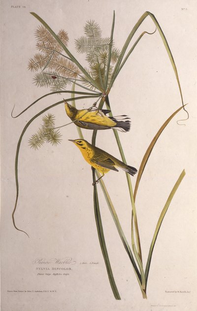 Präriesångaren. Från The Birds of America, 1827-1838. av John James Audubon