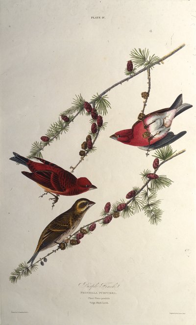 Lilafinken. Från The Birds of America, 1827-1838. av John James Audubon