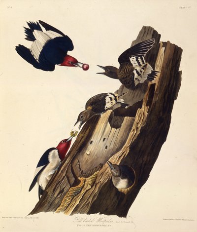 Den rödhåriga hackspetten. Från The Birds of America, 1827-1838. av John James Audubon