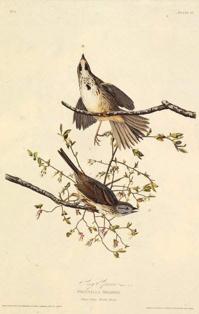 Låten sparv. Från The Birds of America, 1827-1838. av John James Audubon