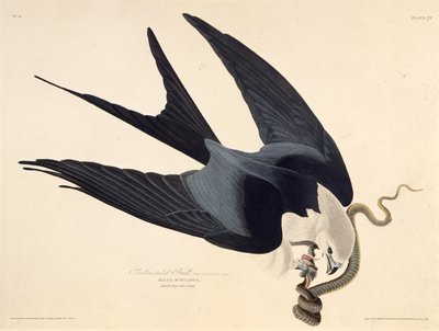 Den svalstjärtade draken. Från The Birds of America, 1827-1838. av John James Audubon