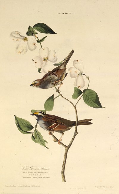Vitstrupsparven. Från The Birds of America, 1827-1838. av John James Audubon