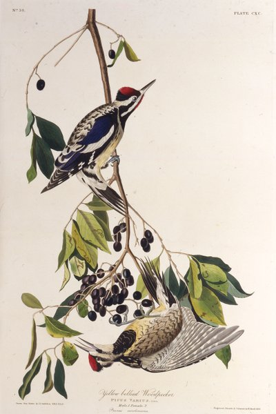 Den gulbukiga sapsuckaren. Från The Birds of America, 1827-1838. av John James Audubon