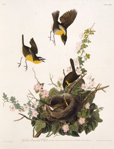 Den gulbröstade chatten. Från The Birds of America, 1827-1838. av John James Audubon