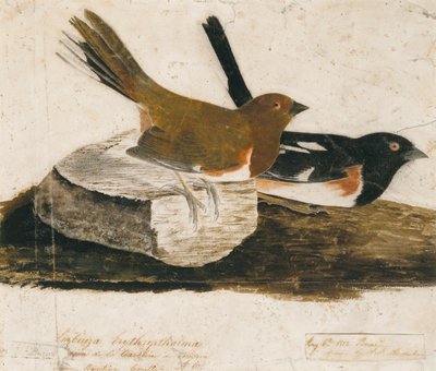 Towhee-varfågel av John James Audubon