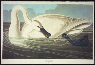Trumpetare Swan av John James Audubon