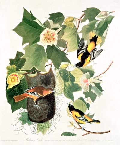 Tulpanträd: Liriodendron tulipifera, från "Birds of America" av John James Audubon