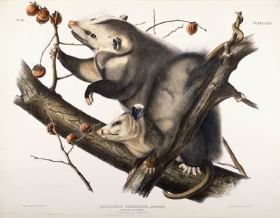 Virginian Opossum, 1845 av John James Audubon
