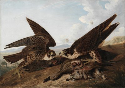 Pilgrimsfalkar (andvråk) av John James Audubon