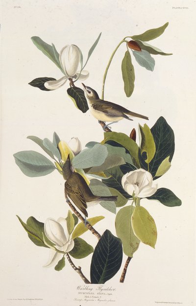 Warbling flugsnappare. Från The Birds of America, 1827-1838. av John James Audubon