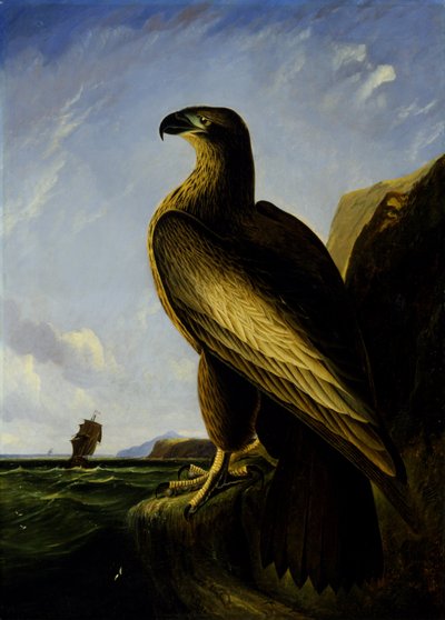 Washington Havsörn av John James Audubon