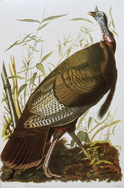 Wild Turkey, från "Birds of America", publicerad 1829 av John James Audubon