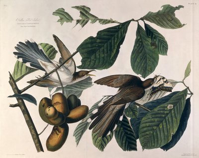Gulnäbbad gök, från "Birds of America", graverad av William Home Lizars (1788-1859) och retuscherad av Robert Havell (1793-1878) 1829 av John James Audubon