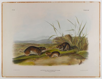 swed av John James Audubon