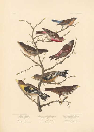 Lazulifink av John James Audubon/ Rob Havell