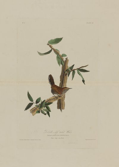 Bewicks Long Tailed Wren, från Birds of America, graverad av Robert Havell (1793-1878) av John James after Audubon