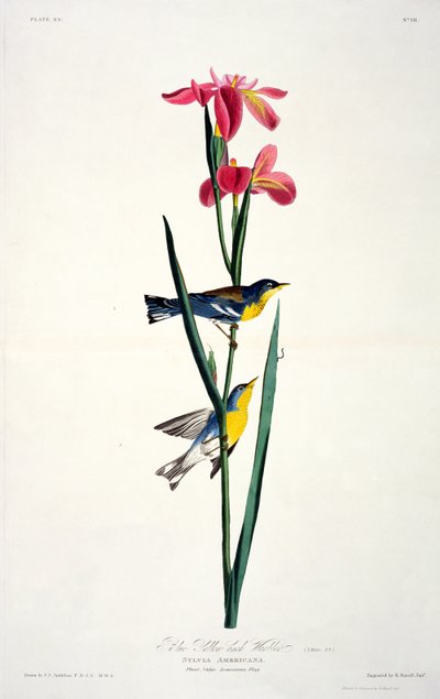 Blå gulryggsångare, från Birds of America, graverad av Robert Havell (1793-1878) av John James after Audubon