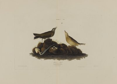 Brown Lark, från Birds of America, graverad av Robert Havell (1793-1878) av John James after Audubon