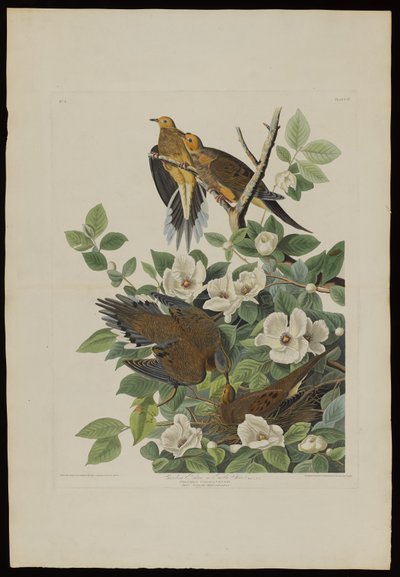 Carolina Pigeon eller Turtle Dove, från Birds of America, graverad av Robert Havell (1793-1878) av John James after Audubon