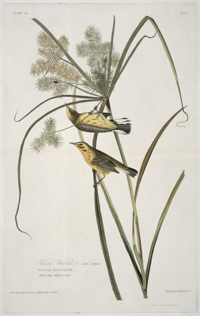 Prairie Warbler, från Birds of America, graverad av Robert Havell (1793-1878) av John James after Audubon