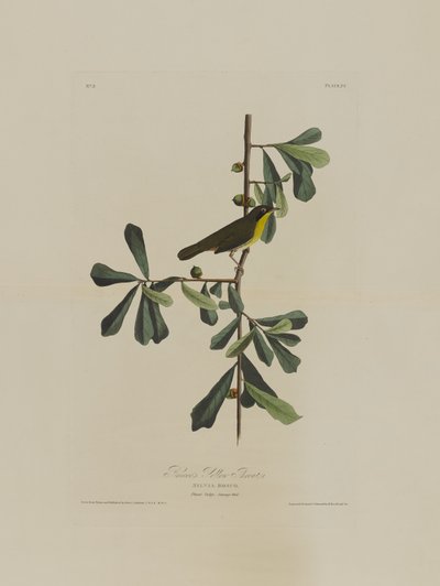 Roscoes Yellow Throat, från Birds of America, graverad av Robert Havell (1793-1878) av John James after Audubon