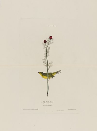 Selbys Fly Catcher, från Birds of America, graverad av Robert Havell (1793-1878) av John James after Audubon
