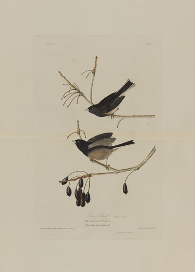Snow Bird, från Birds of America, graverad av Robert Havell (1793-1878) av John James after Audubon