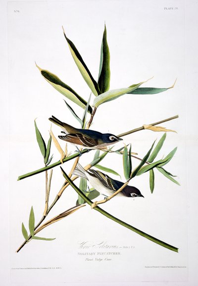 Solitary flugsnappare, från Birds of America, graverad av Robert Havell (1793-1878) av John James after Audubon