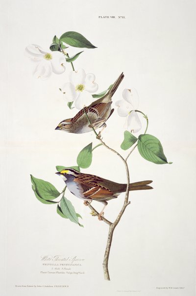 White Throated Sparrow, från Birds of America, graverad av Robert Havell (1793-1878) av John James after Audubon
