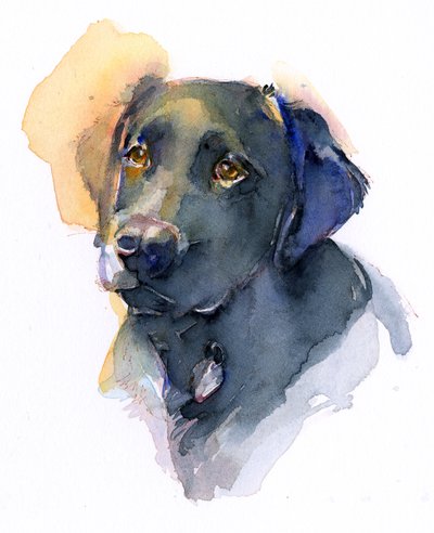 Black Lab, 2017, (akvarell) av John Keeling