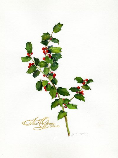 Holly botanical, 2013, (akvarell) av John Keeling