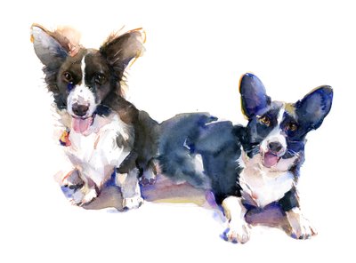 Two Corgis, 2015, (akvarell) av John Keeling