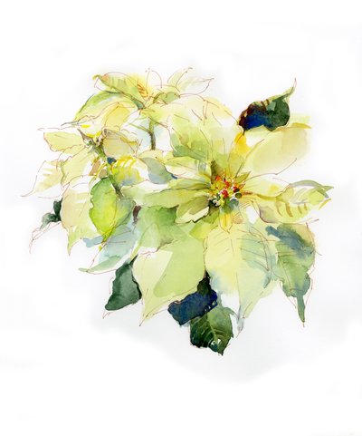 Vit julstjärna, 2014, (akvarell) av John Keeling