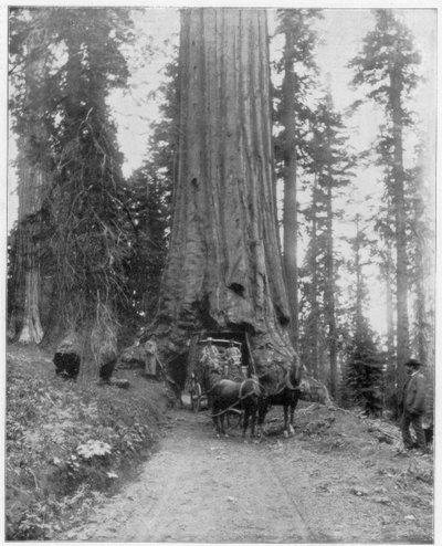 Väg som går genom en Giant Sequoia, Mariposa Grove, Wawona, Kalifornien, sent 1800-tal av John L. Stoddard