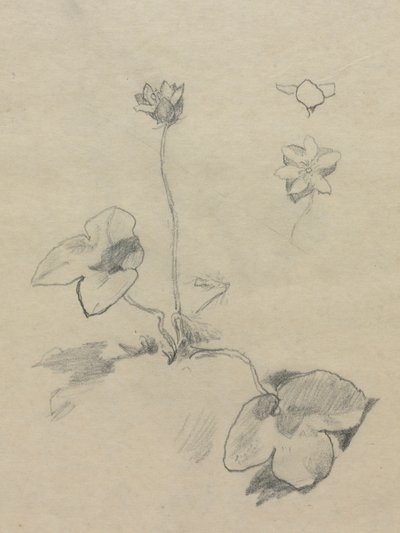 Anemone av John La Farge