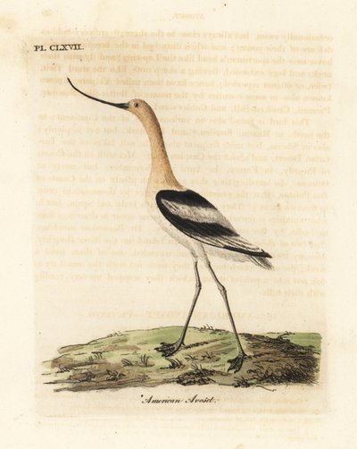 Amerikansk avocet, Recurvirostra americana. Handfärgad kopparplåt ritad och graverad av John Latham från hans egen A General History of Birds, Winchester av John Latham
