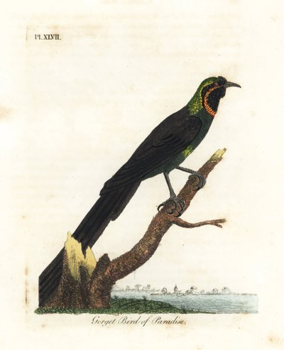 Arfak astrapia, Astrapia nigra (Gorget paradisfågel, Paradisea gularis). Handfärgad kopparplåt ritad och graverad av John Latham från hans egen A General History of Birds, Winchester av John Latham