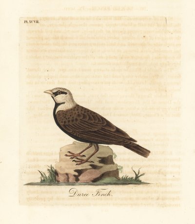 Askkrönt sparv-lärka, Ereopterix griseus (Duree fink, Emberiza gingica). Handfärgad kopparplåt ritad och graverad av John Latham från hans egen A General History of Birds, Winchester av John Latham