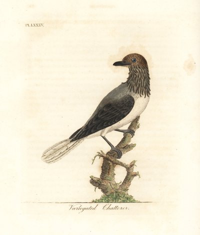 Skäggklockor, Procnias averano (brokig pratprat, Ampelis variegata). Handfärgad kopparplåt ritad och graverad av John Latham från hans egen A General History of Birds, Winchester av John Latham