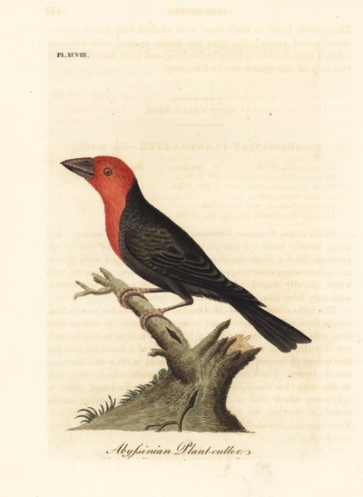 Svartnäbbad barbet, Lybius guifsobalito (Abessinisk växtskärare, Loxia tridactyla). Handfärgad kopparplåt ritad och graverad av John Latham från hans egen A General History of Birds, Winchester av John Latham