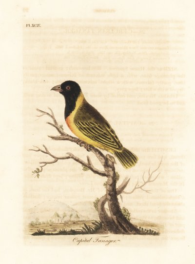 Svarthuvad gulkragad vävare, Ploceus melanocephalus capitalis (Capital tanager, Tanagra capitalis). Handfärgad kopparplåt ritad och graverad av John Latham från hans egen A General History of Birds, Winchester av John Latham