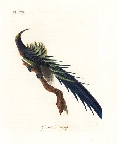 Svart skärlnäbb, Epimachus fastosus. Sårbar. (Stor promerops, Upupa superba.) Nya Guinea. Handfärgad kopparplåt ritad och graverad av John Latham från hans egen A General History of Birds, Winchester av John Latham