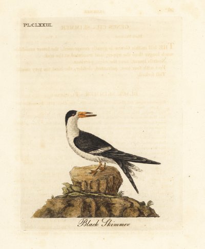 Svart skimmer, Rynchops niger (Rhynchops nigra). Handfärgad kopparplåt ritad och graverad av John Latham från hans egen A General History of Birds, Winchester av John Latham