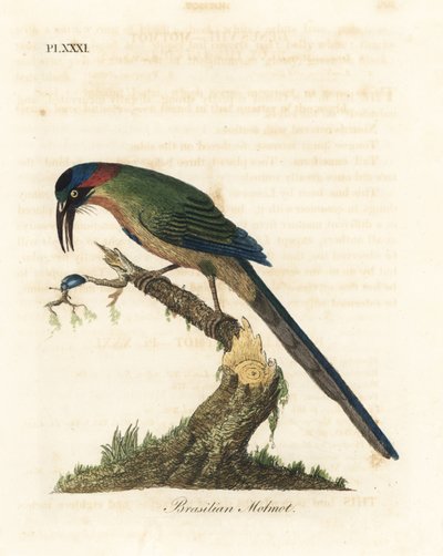 Blåkrönt motmot, Momotus momota (brasiliansk motmot, Momotus brasiliensis). Handfärgad kopparplåt ritad och graverad av John Latham från hans egen A General History of Birds, Winchester av John Latham