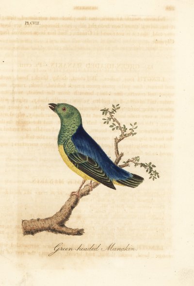 Blånackad chlorophonia, Chlorophonia cyanea (grönhövdad manakin, infödd i Sydamerika). Handfärgad kopparplåt ritad och graverad av John Latham från hans egen A General History of Birds, Winchester av John Latham
