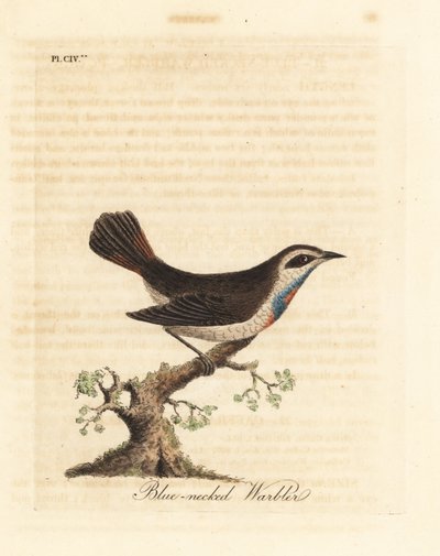 Blåhals, Luscinia svecica (Blånackad sångare, även känd som gunpigera, neelkunthee, gunpedrab i Indien). Handfärgad kopparplåt ritad och graverad av John Latham från hans egen A General History of Birds, Winchester av John Latham